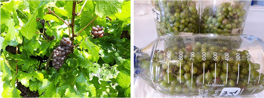 OZOWINE