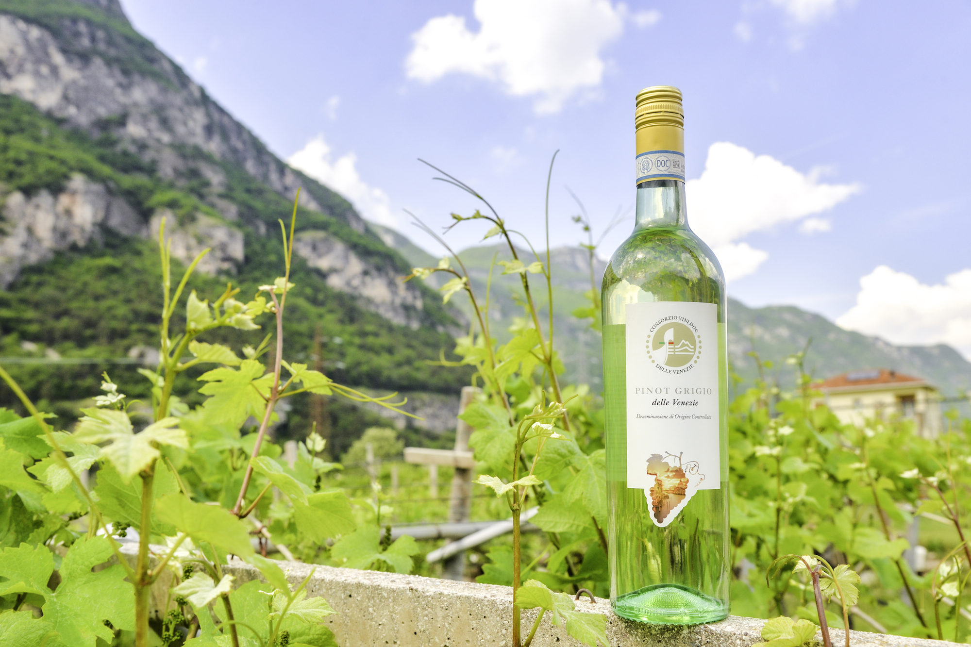 Pinot Grigio DOC delle Venezie: approvate le misure di gestione dell’offerta per la vendemmia 2024