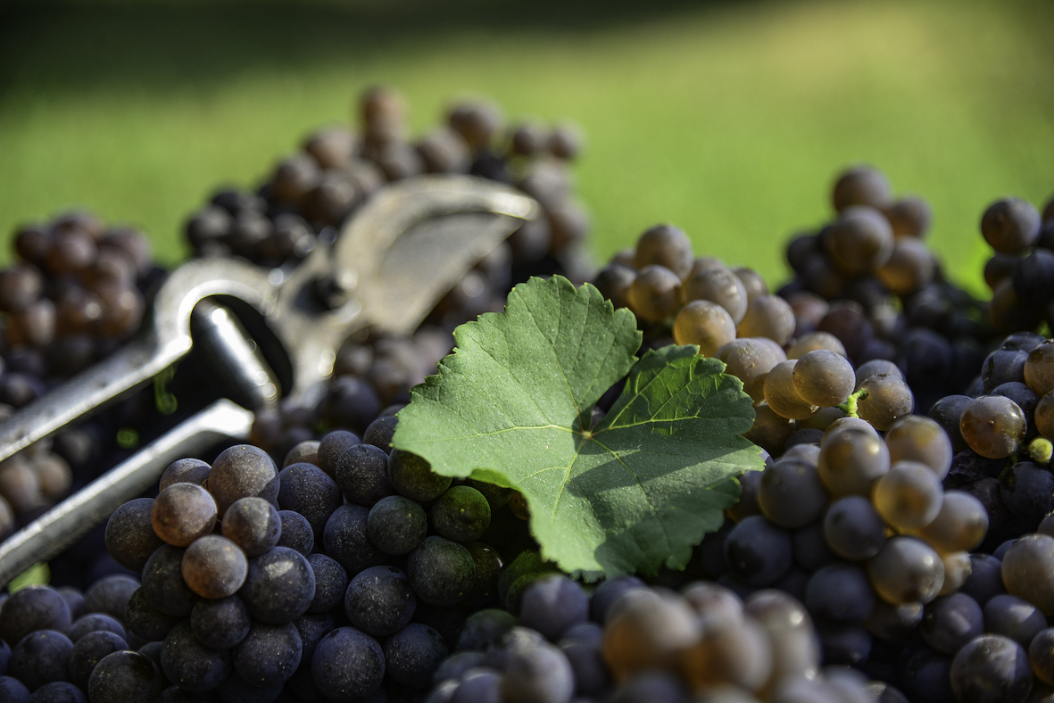 DOC DELLE VENEZIE: AL VIA LA VENDEMMIA 2025
